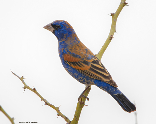 Blue Grosbeak