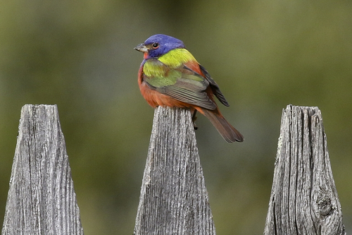 Painted Bunting
