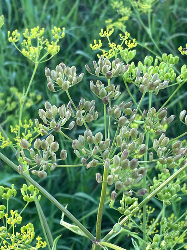 Wild parsnip
