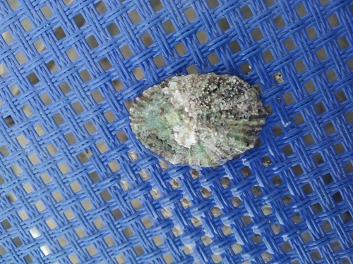 Mediterranean Limpet