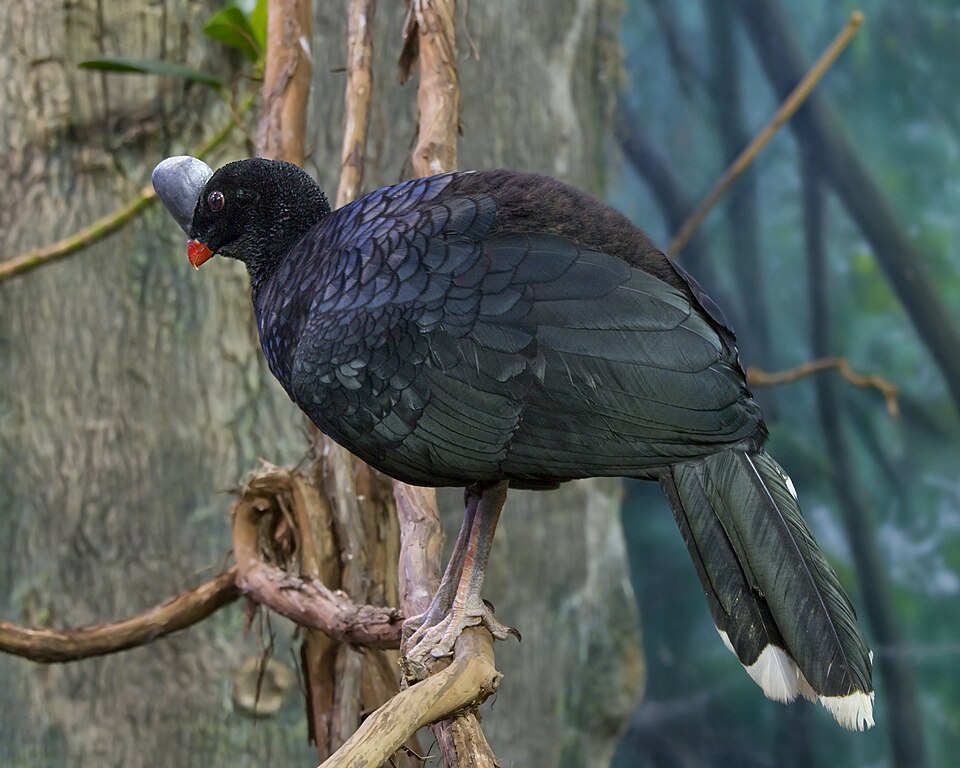 Helmeted Curassow