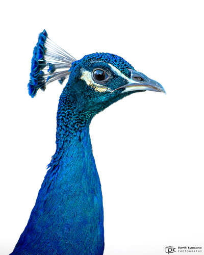 Indian Peafowl