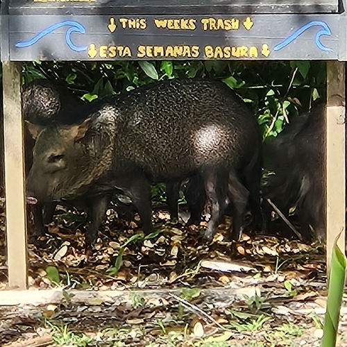 Collared Peccary