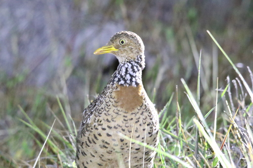 Plains-wanderer