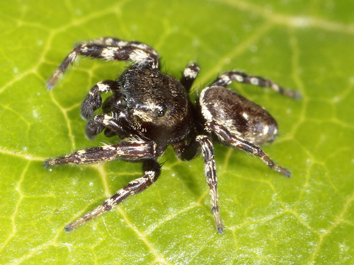 Pelegrina aeneola