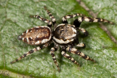 Peppered Jumping Spider
