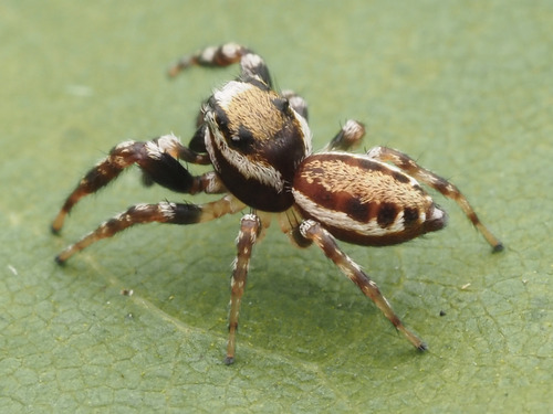 Common white-cheeked jumping spider