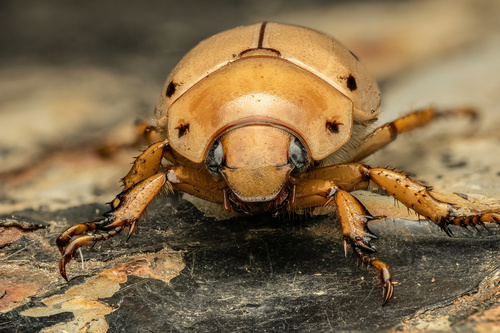 Grapevine Beetle