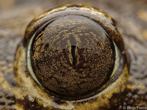Iberian Spadefoot