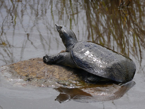 Chinese Softshell Turtle
