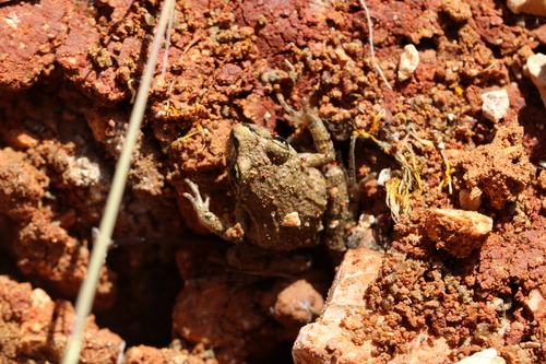 Common Parsley Frog