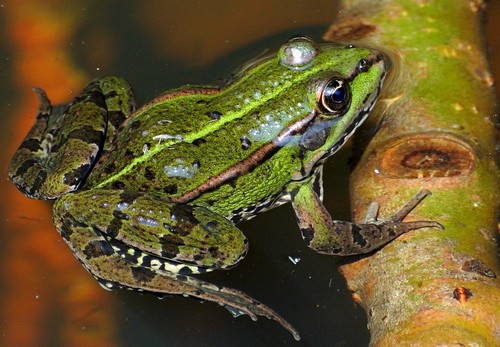 Edible Frog