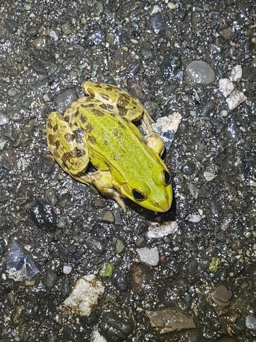 Pool Frog