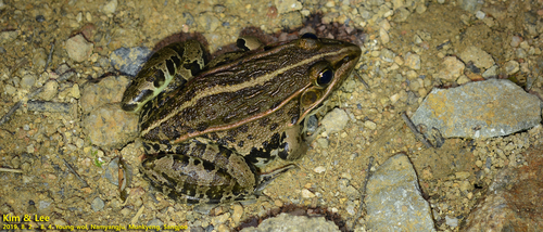 Black-spotted Frog