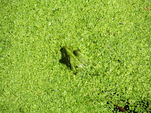 Iberian Green Frog