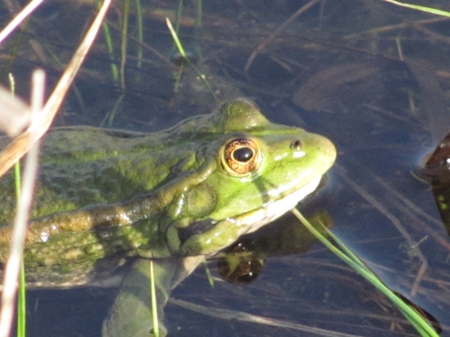 Marsh Frog