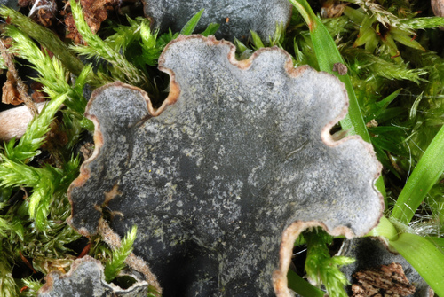 Dog pelt lichen