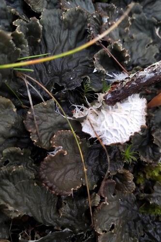 Membranous pelt lichen