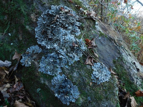 Scaly pelt lichen