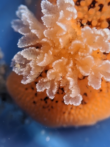 Noble Dorid