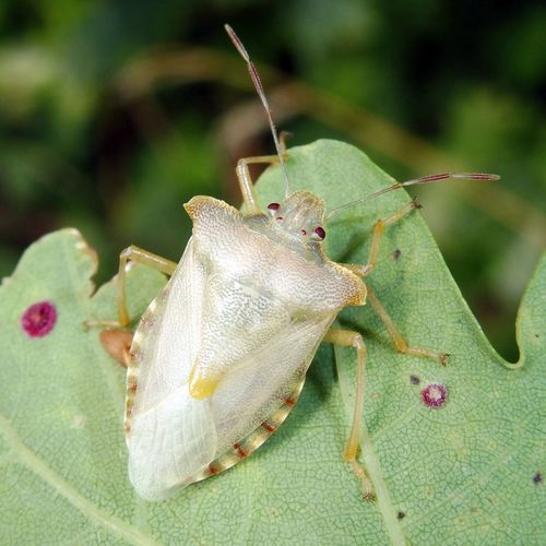 Forest Bug