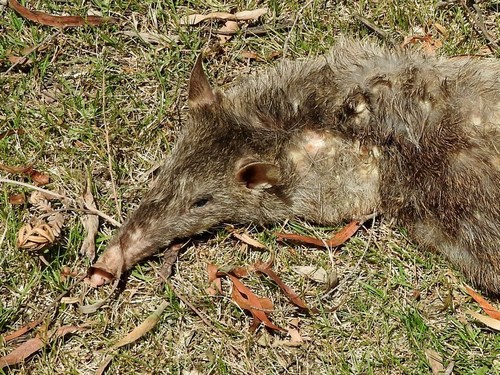 Long-nosed Bandicoot