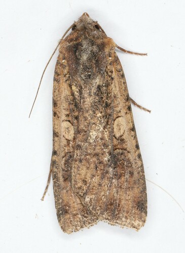 Variegated Cutworm Moth