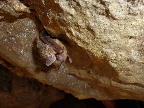 Tri-coloured Bat