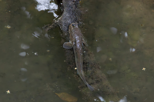 Giant Mudskipper