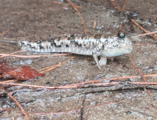 Barred Mudskipper