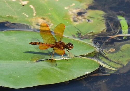 Eastern Amberwing