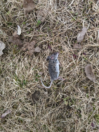 Eastern Deermouse