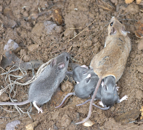 Western Deer Mouse