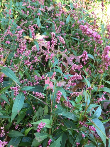 Low smartweed