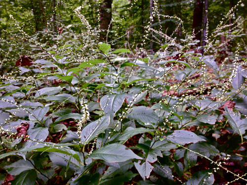 American jumpseed
