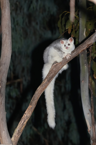 Greater Glider