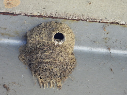 Cliff Swallow