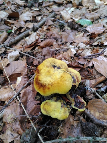 European Dyer's Polypore
