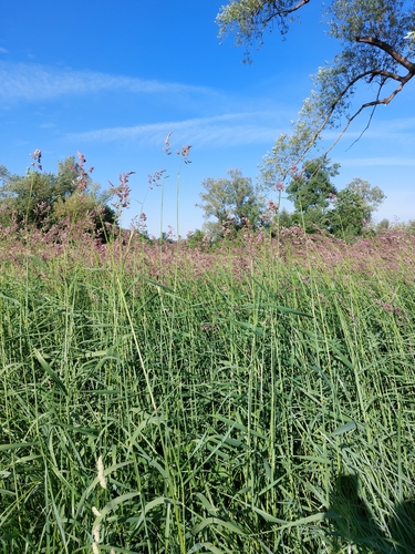 Reed canary grass