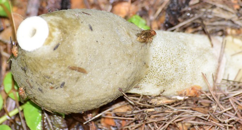 Ravenel's stinkhorn