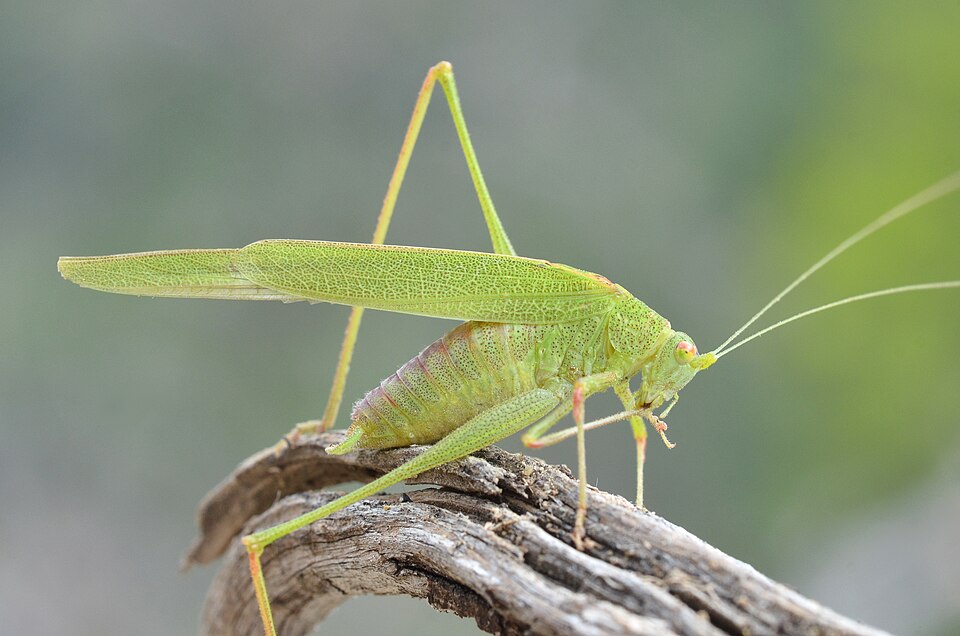 Mediterranean Katydid
