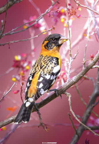 Black-headed Grosbeak