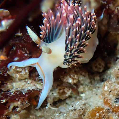 Hilton's Aeolid