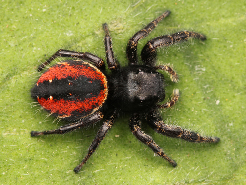 Johnson's Jumping Spider