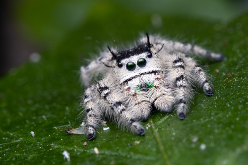 Canopy jumping spider