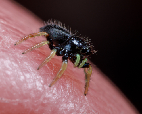 Whitman's Jumping Spider