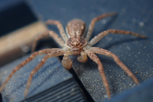 Eurasian Running Crab Spider