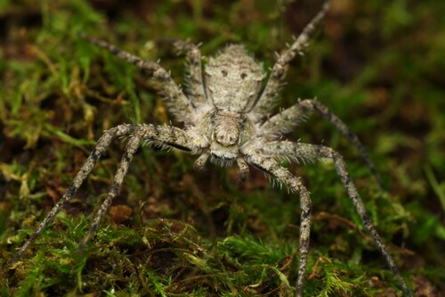 Lichen Running Spider