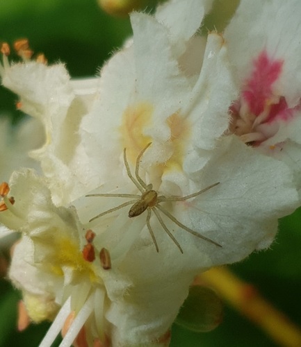 White-striped Running Crab Spider