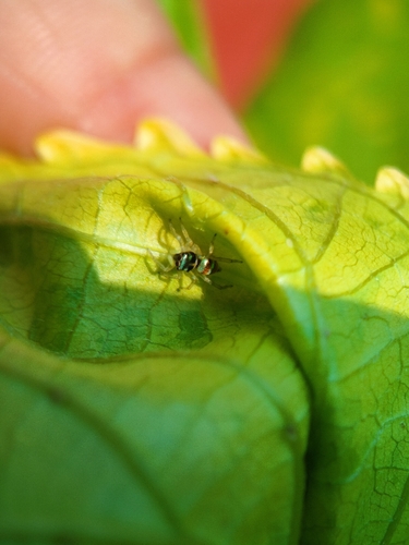 Banded Phintella